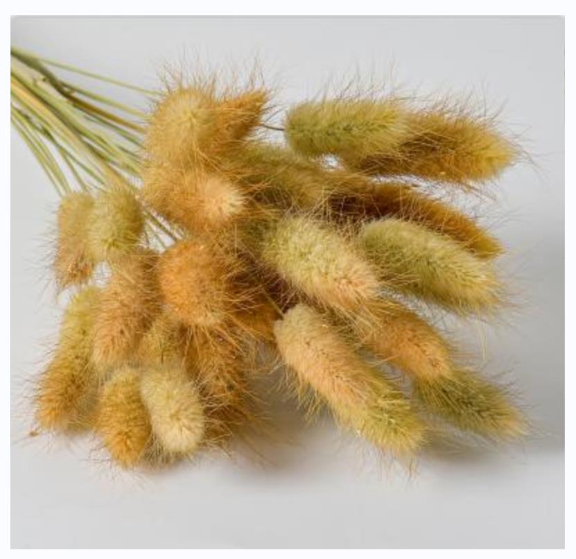 Dried Rabbit Tail Grass Flowers Artificial Plant Natural Pampa