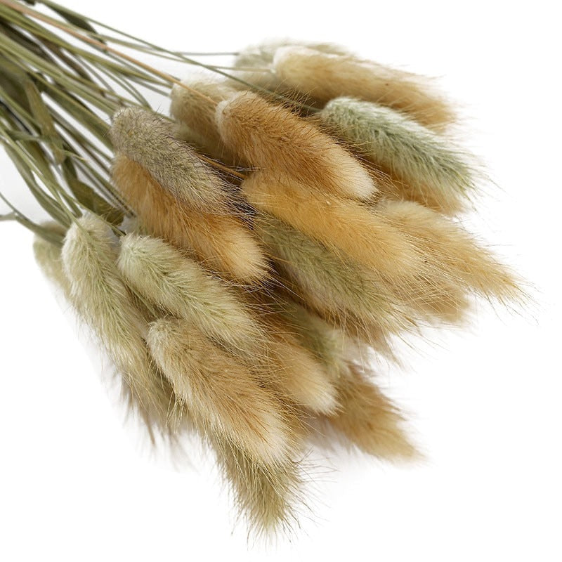 Dried Rabbit Tail Grass Flowers Artificial Plant Natural Pampa