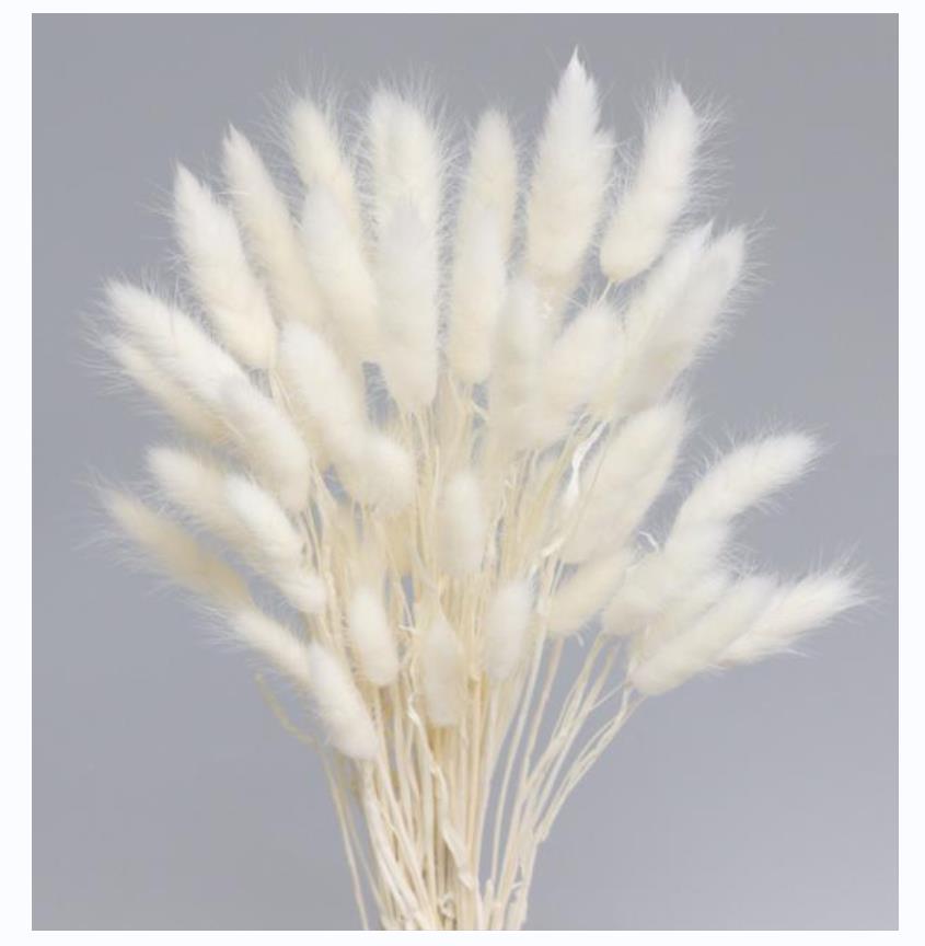 Dried Rabbit Tail Grass Flowers Artificial Plant Natural Pampa