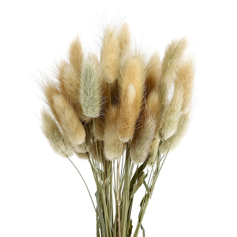 Dried Rabbit Tail Grass Flowers Artificial Plant Natural Pampa